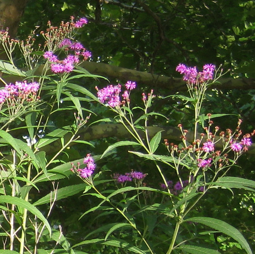 Vernonia fasciculata